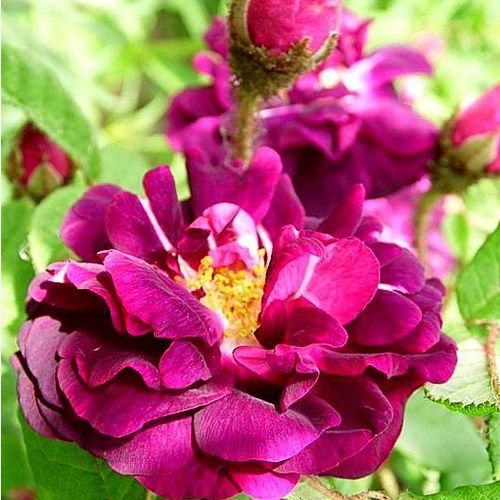 Shop - Rosa Nuits de Young - violett - moos-rosen - stark duftend - Jean Laffay - Ihr Duft ist angenehm, fruchtig. Sie ist hervorragend geeignet für gemischte Randbeete.